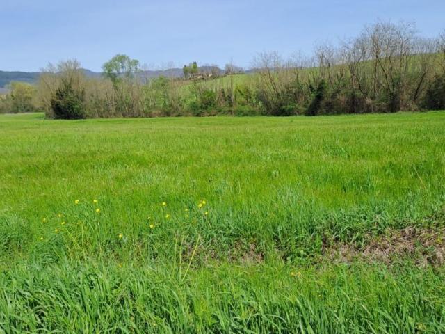 Terreno Agricolo in vendita a Castelfranco di Sotto