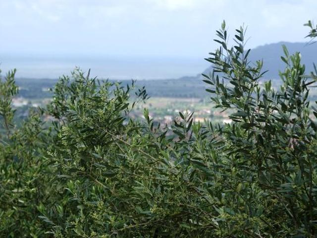 Terreno agricolo in vendita a Castelnuovo Magra