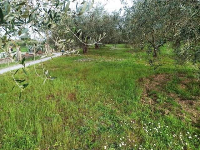 Terreno agricolo in vendita a Castiglione Del Lago