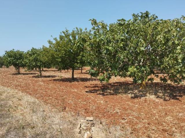 Terreno agricolo in vendita a Casarano 12.000 mq