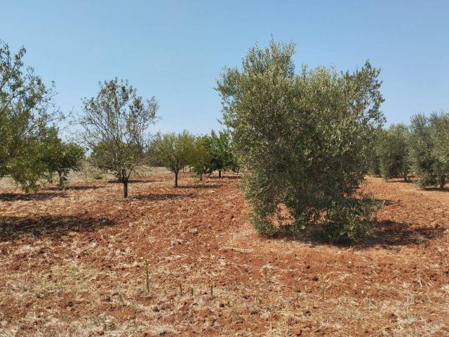Terreno agricolo in vendita a Casarano