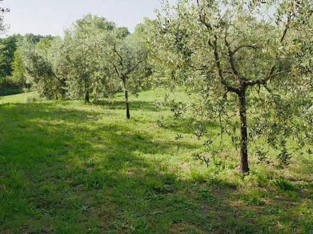 Terreno agricolo in vendita a Casciana Terme Lari