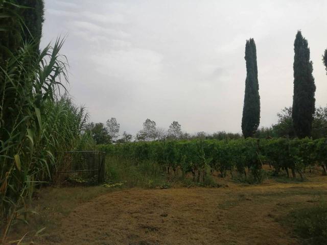 Terreno agricolo in vendita a Casciana Terme Lari