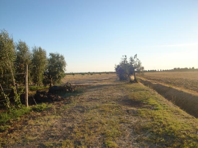 TERRENO AGRICOLO in VENDITA a CECINA