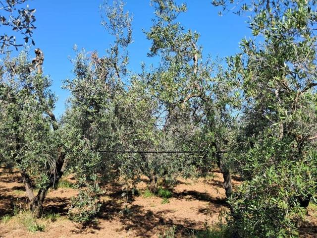 Terreno agricolo in vendita a Cecina