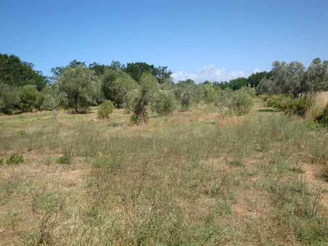 Terreno agricolo in vendita a Cecina