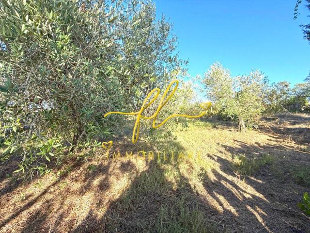 Terreno agricolo in vendita a Cecina