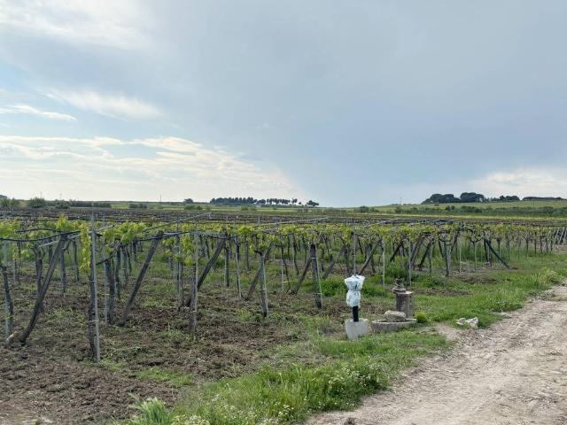 Terreno Agricolo in vendita a Cerignola