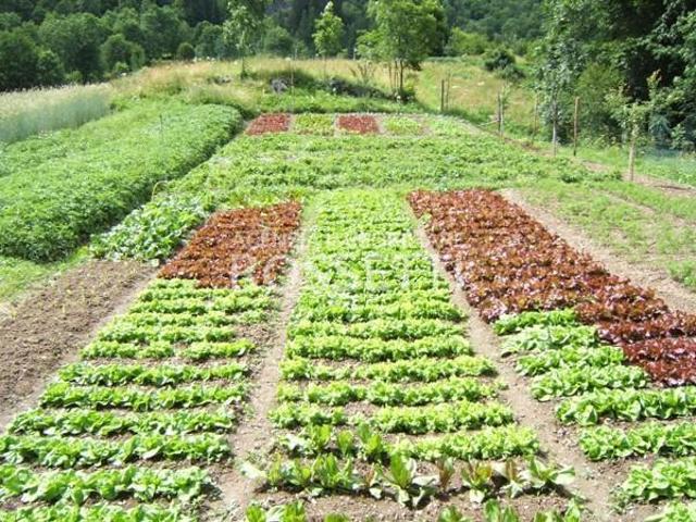 Terreno agricolo in Vendita a Cerreto Guidi