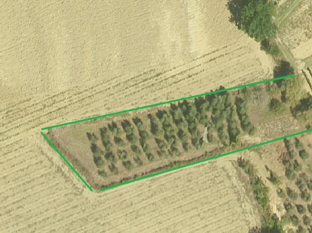 Terreno Agricolo in vendita a Cerreto Guidi