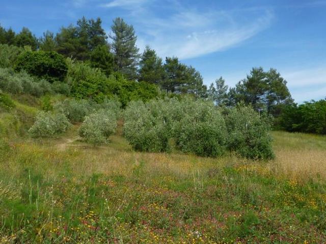 Terreno agricolo in vendita a Chiecinella Palaia 9000 mq Rif: 455004