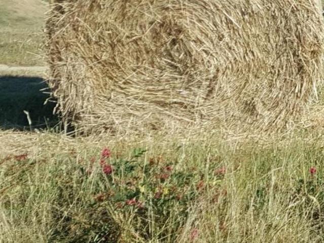 Terreno agricolo in vendita a Chientina Terricciola 3000 mq Rif: 1399143