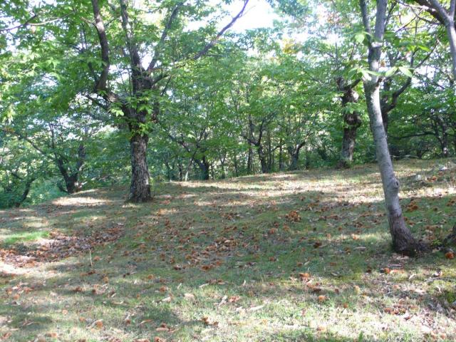 TERRENO AGRICOLO in VENDITA a CINIGIANO MONTICELLO AMIATA