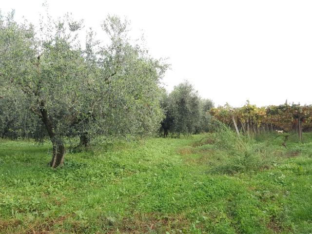 Terreno Agricolo in vendita a Cisterna di Latina