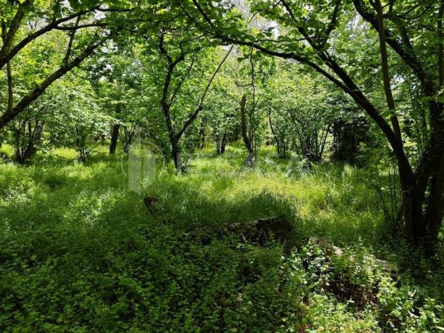 Terreno Agricolo in vendita a Contrada