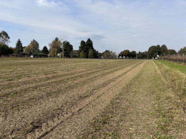 Terreno agricolo in Vendita a Conselve