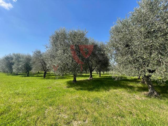 Terreno Agricolo in vendita a Colle di Val d'Elsa