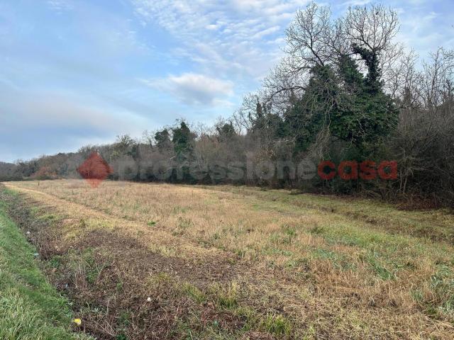 Terreno Agricolo in vendita a Collesalvetti