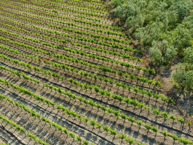 Terreno agricolo in vendita a Empoli