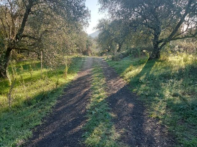 Terreno agricolo in vendita a Faleria