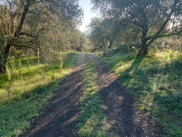 Terreno agricolo in vendita a Faleria