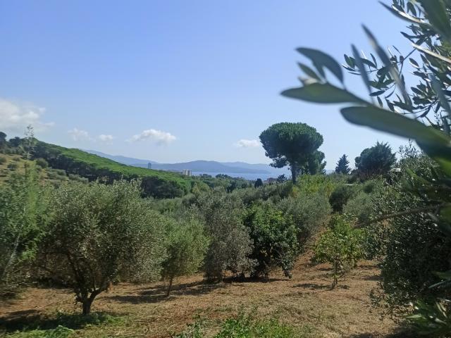 TERRENO AGRICOLO in VENDITA a FOLLONICA FUORI PAESE