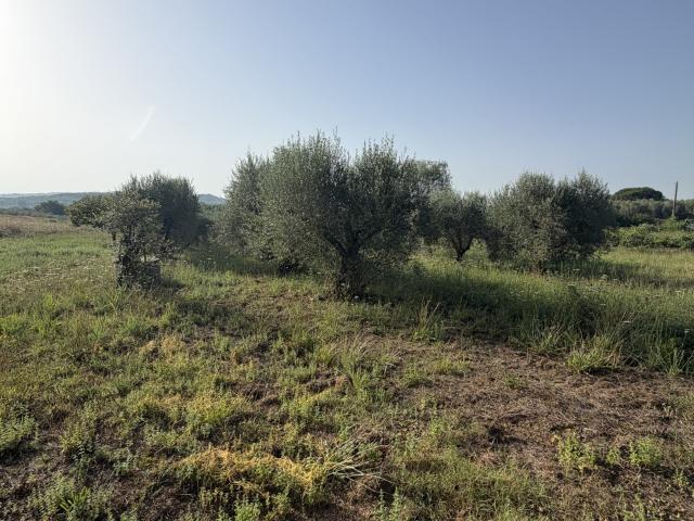 TERRENO AGRICOLO in VENDITA a GAVORRANO BIVIO DI RAVI