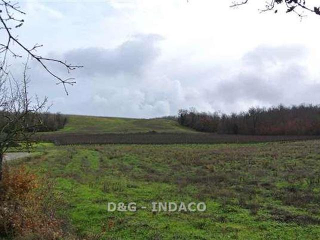 TERRENO AGRICOLO in VENDITA a GROSSETO ALBERESE