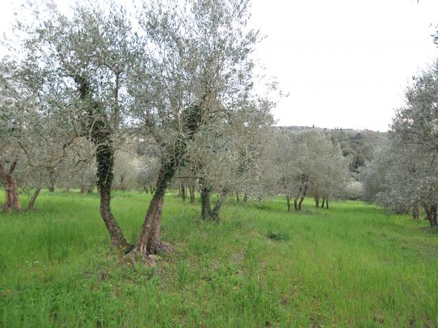 TERRENO AGRICOLO in VENDITA a IMPRUNETA POZZOLATICO