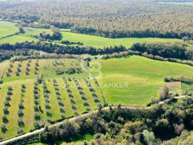 Terreno agricolo in vendita a Ischia di Castro