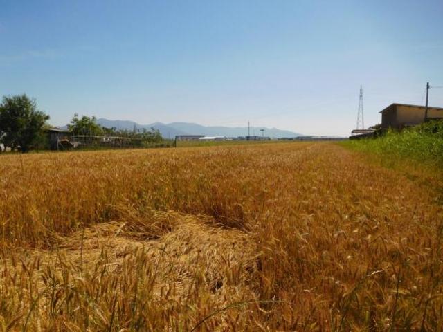 Terreno agricolo in vendita a La Vettola Pisa 77900 mq Rif: 1324520