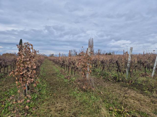 Terreno Agricolo in vendita a Lazise