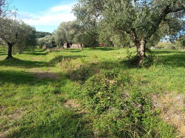 Terreno agricolo in vendita a Livorno