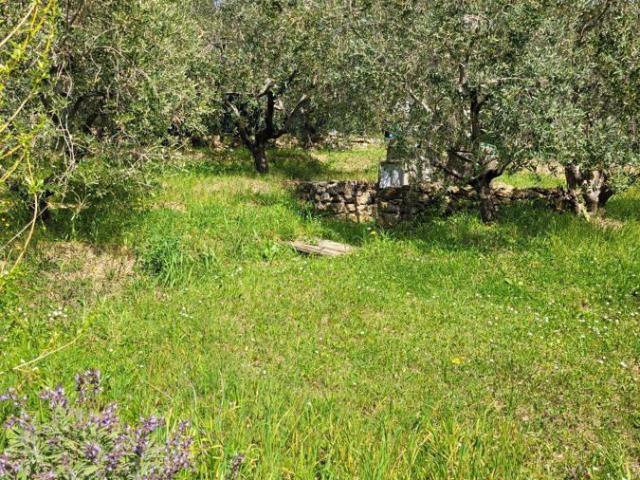 Terreno agricolo in vendita a Livorno