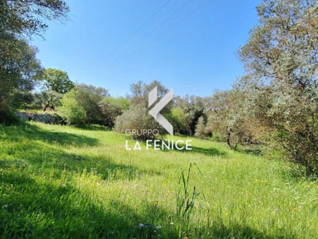 Terreno agricolo in Vendita a Locorotondo