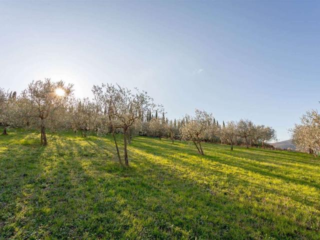 Terreno agricolo in Vendita a Luni