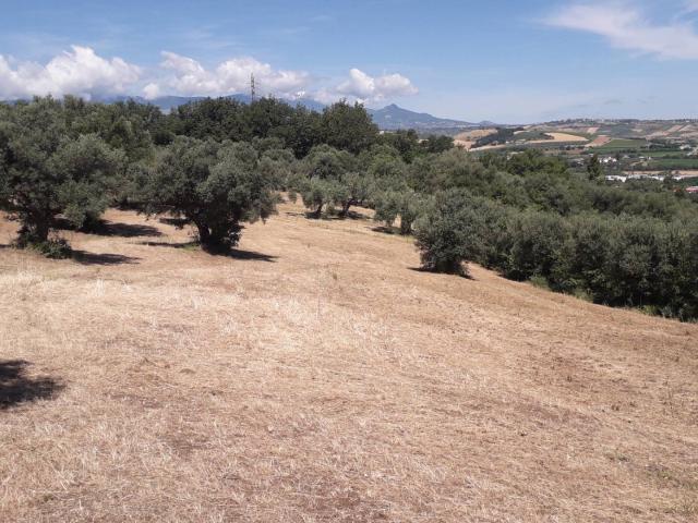 Terreno Agricolo in vendita a Manoppello