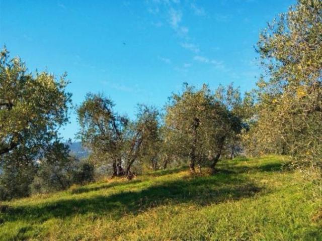 Terreno agricolo in vendita a Martignana Empoli 30000 mq Rif: 1411258