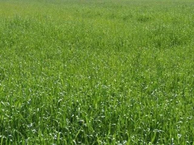 Terreno agricolo in vendita a Marina di Carrara Carrara 1925 mq Rif: 1339256