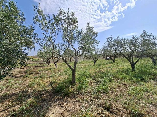 Terreno agricolo in vendita a Mazara Del Vallo