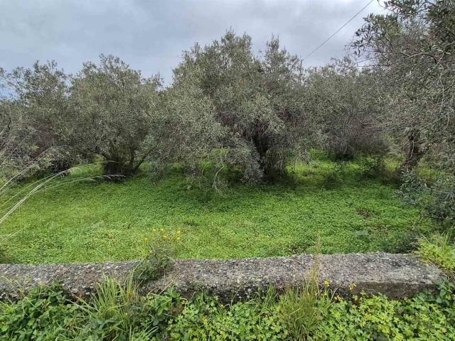 Terreno agricolo in vendita a Messina