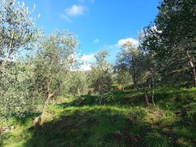 Terreno agricolo in vendita a Montemagno Calci 6500 mq Rif: 1417815