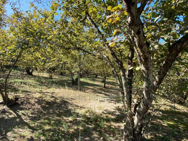Terreno agricolo in Vendita a Monteforte Irpino
