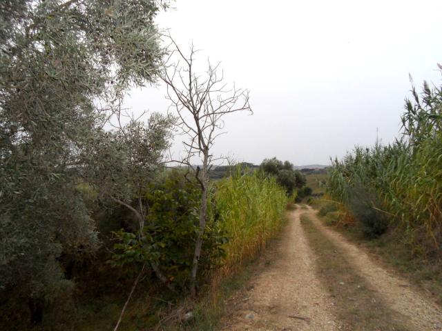 Terreno Agricolo in vendita a Monteprandone