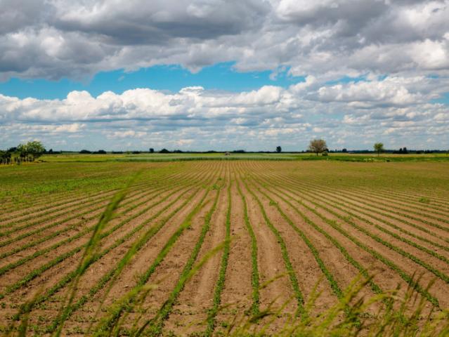 Terreno agricolo in Vendita a Monselice