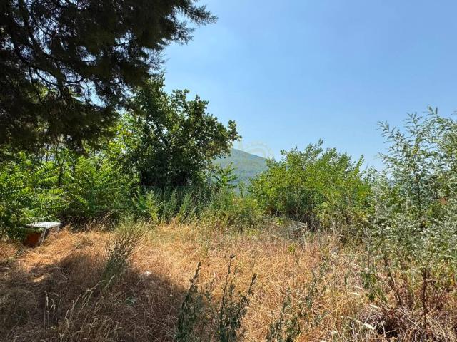 Terreno agricolo in vendita a Mugnano del Cardinale