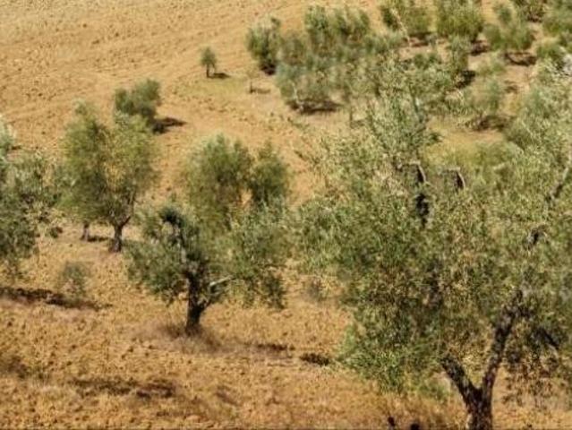 Terreno agricolo in vendita a Murlo 64270 mq Rif: 1418701