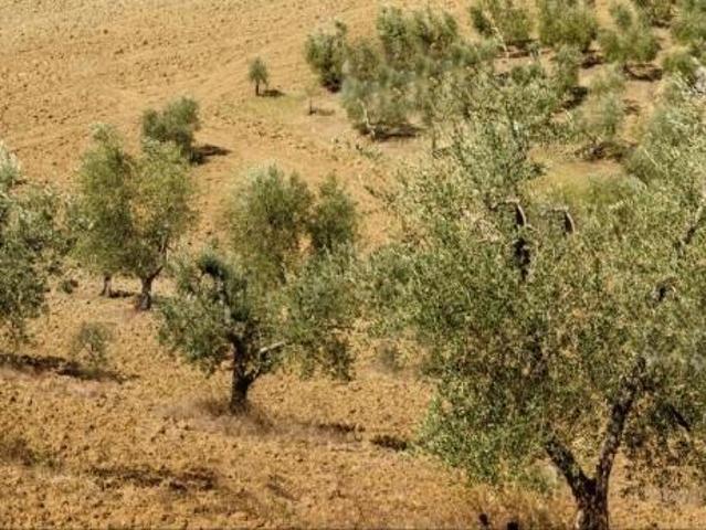 Terreno Agricolo in vendita a Murlo
