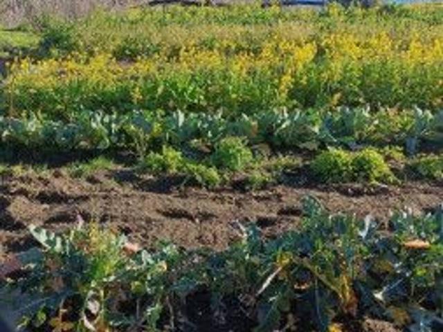 Terreno agricolo in vendita a Napoli