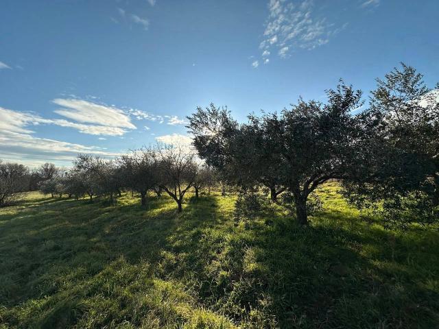Terreno agricolo in vendita a Nepi